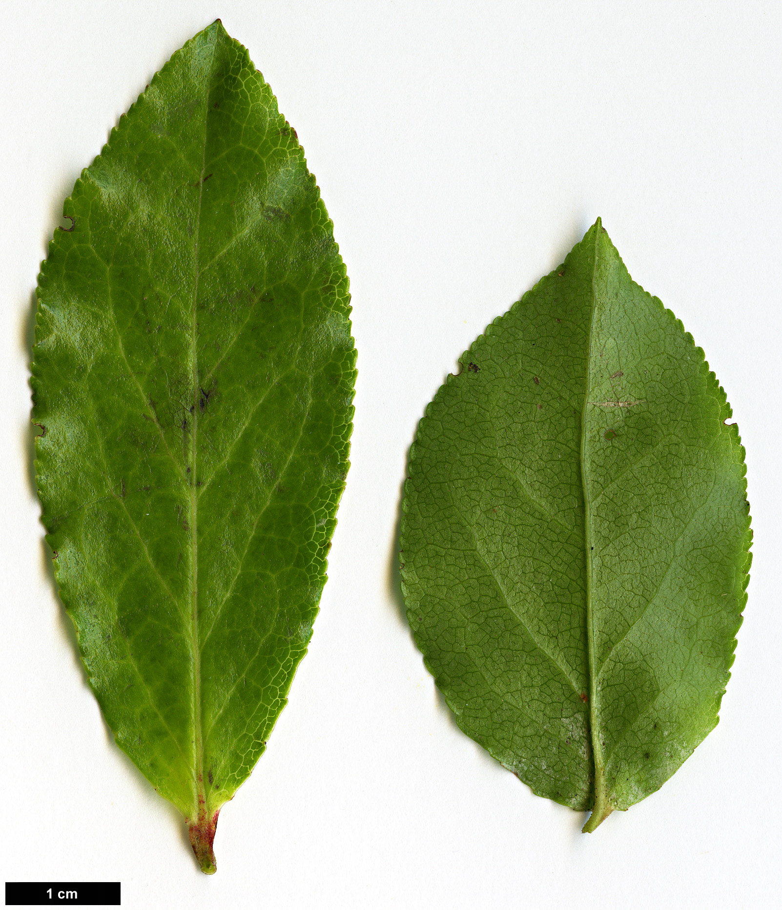 High resolution image: Family: Ericaceae - Genus: Vaccinium - Taxon: cylindraceum